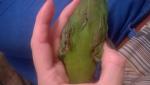 post-54039-1441263407_thumb.jpg