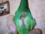 post-54467-1395747469_thumb.jpg