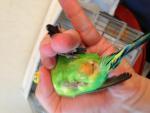 post-54470-1395671829_thumb.jpg