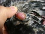 post-54708-1476036543_thumb.jpg