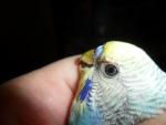 post-54745-1397552243_thumb.jpg