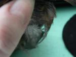 post-54889-1408349985_thumb.jpg