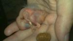 post-55067-1399808551_thumb.jpg