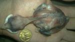 post-55067-1399866115_thumb.jpg