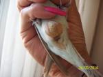 post-55172-1401108845_thumb.jpg