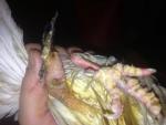 post-55532-1484217161_thumb.jpg