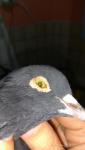 post-55614-1493320784_thumb.jpg