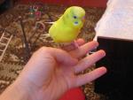 post-5582-1156405559_thumb.jpg