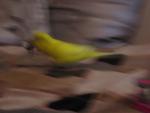 post-5582-1161001341_thumb.jpg