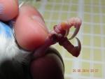 post-55960-1403290243_thumb.jpg
