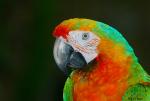 FL_HybridMacaw01.jpg