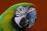 FL_HybridMacaw02.jpg