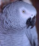 African_20Gray_20Parrot.jpg