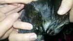 post-56873-1427264978_thumb.jpg