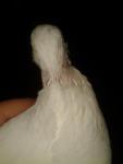 post-57252-1416758898_thumb.jpg