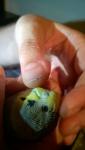 post-57565-1440441153_thumb.jpg