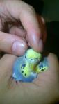 post-57565-1440441208_thumb.jpg