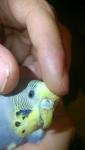 post-57565-1440441254_thumb.jpg