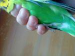 post-57866-1479620276_thumb.jpg