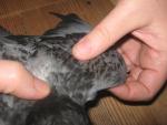post-58149-1413728100_thumb.jpg