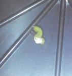 post-58494-1415991221_thumb.jpg