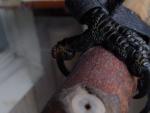 post-58755-1471610913_thumb.jpg