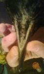 post-58937-1444765206_thumb.jpg