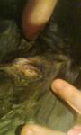 post-58937-1444765231_thumb.jpg