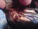 post-58937-1456510226_thumb.jpg