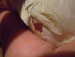 post-59360-1428522763_thumb.jpg