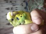 post-59575-1422962948_thumb.jpg