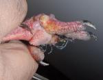 post-59784-1494515843_thumb.jpg