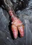 post-59784-1494632870_thumb.jpg