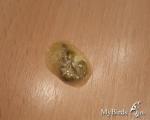 post-59990-1456332790_thumb.jpg