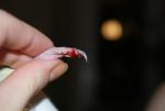 post-60277-1428089304_thumb.jpg