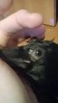 post-60308-1452753310_thumb.jpg