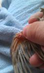 post-60393-1439737761_thumb.jpg