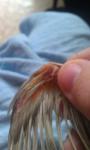 post-60393-1439737787_thumb.jpg