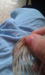 post-60393-1439737799_thumb.jpg