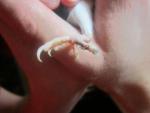 post-60469-1465667932_thumb.jpg