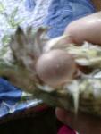 post-60496-1428738374_thumb.jpg