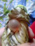 post-60496-1428738400_thumb.jpg