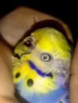 post-60592-1466425497_thumb.jpg