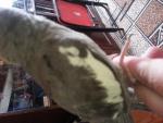 post-60656-1429692731_thumb.jpg