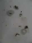 post-61045-1432447181_thumb.jpg