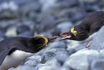 macaroni_penguins_fighting.jpg