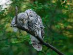 ural_owl.jpg