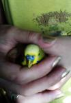 post-61092-1432627869_thumb.jpg