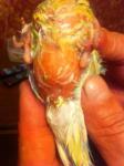 post-61129-1432932872_thumb.jpg