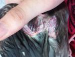 post-61333-1433613478_thumb.jpg